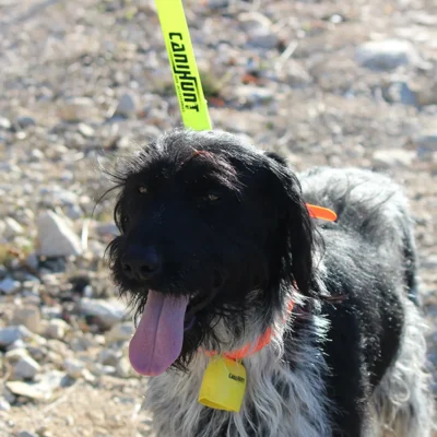 CANIHUNT hunter flat approach leash 180 cm 1